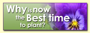 Why is now the best time to plant?