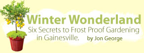 Winter Wonderland Article